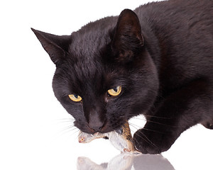 Image showing Black cat with his prey, a dead mouse