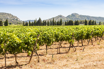 Image showing Provence vineyard