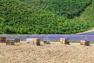 Image showing Beehive close to lavander field