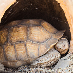 Image showing African Spurred Tortoise