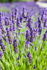 Image showing Lavander field