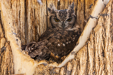 Image showing Spotted Eagle Owl
