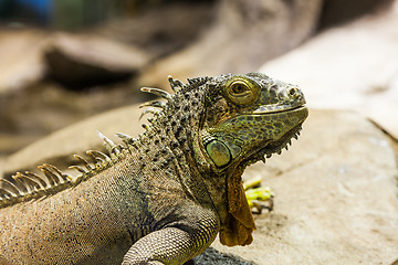 Image showing Green Iguana