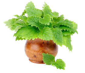 Image showing Lemon Balm