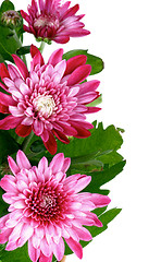 Image showing Pink Chrysanthemum