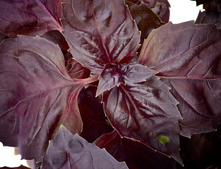 Image showing Purple Basil