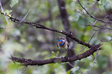 Image showing bluethroat