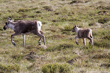 Image showing running reindeer