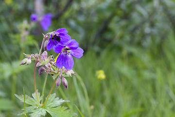 Image showing woodland cranesbill