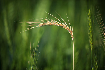 Image showing Wheat Crop