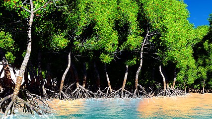 Image showing Red mangroves 