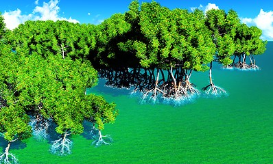 Image showing Red mangroves 