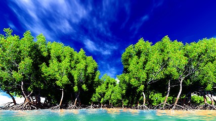 Image showing Red mangroves 