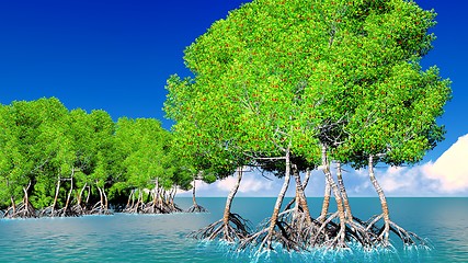 Image showing Red mangroves 