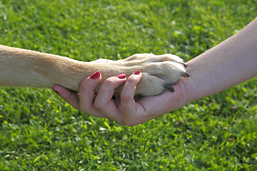 Image showing Girl holding a dog paw