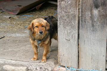 Image showing Brown watchdog