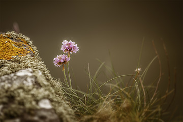 Image showing Armeria Maritima