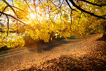 Image showing Beautiful autumn in the forest