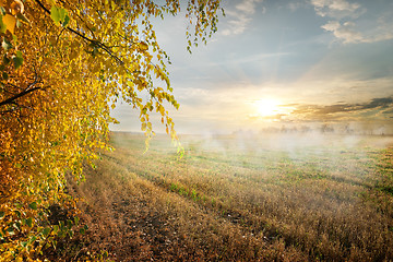 Image showing Fog in the field