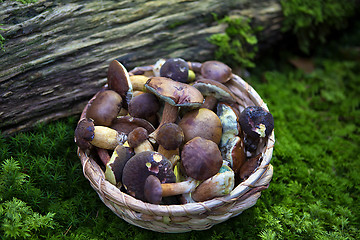 Image showing Collected mushrooms in a basket