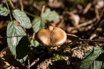 Image showing Brown mushroom in the forest