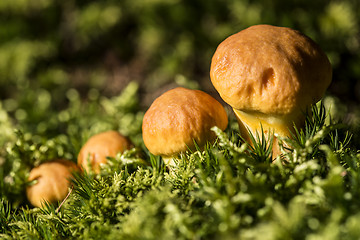 Image showing Brown mushroom family in the forest