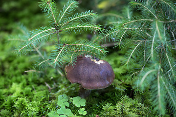 Image showing Brown mushroom in the forest