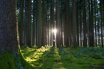 Image showing Sunset in the forest