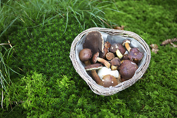 Image showing Collected mushrooms in a basket