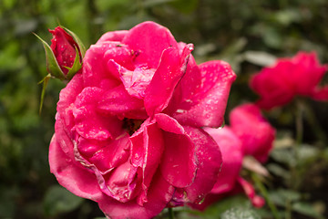Image showing Raindrops on Red Rose