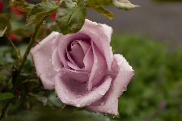 Image showing Raindrops on antique pink Rose
