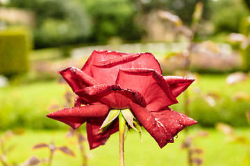 Image showing Raindrops on Red Rose