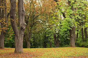 Image showing trees, green grass and brown leaves