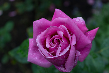 Image showing Raindrops on Red fuchsia Rose