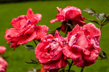 Image showing Raindrops on Red Rose