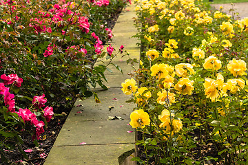 Image showing Raindrops on yellow and Red Rose