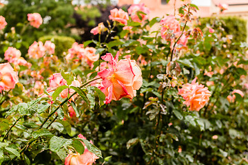 Image showing Raindrops on yellow orange Red Rose