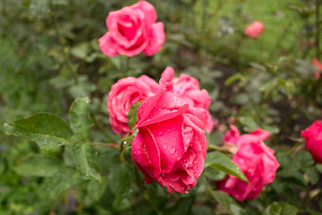 Image showing Raindrops on Red Rose