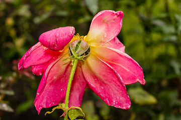 Image showing Raindrops on pink Red Rose