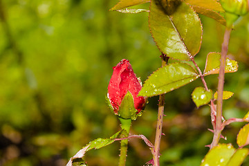 Image showing Raindrops on Red Rose