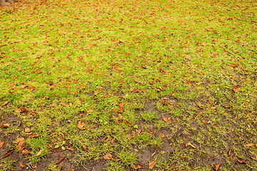 Image showing green grass and brown leaves