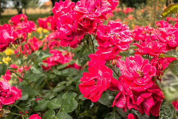 Image showing Raindrops on Red Rose