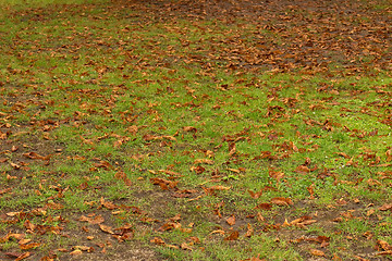 Image showing green grass and brown leaves