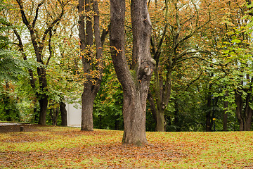 Image showing trees, green grass and brown leaves