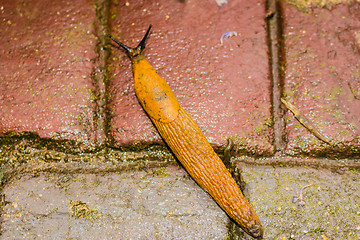 Image showing snail on floor