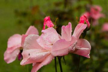 Image showing Raindrops on pink Red Rose