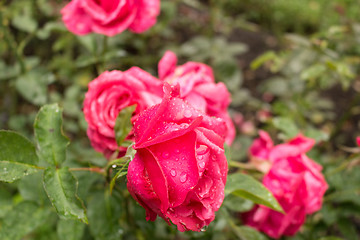 Image showing Raindrops on Red Rose