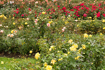 Image showing Raindrops on yellow, pink, orange  and Red  Rose