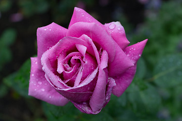 Image showing Raindrops on Red fuchsia Rose