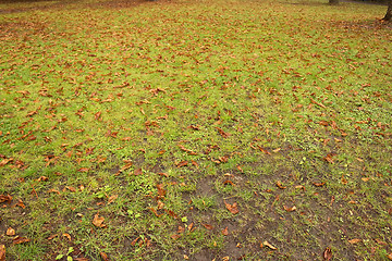 Image showing green grass and brown leaves